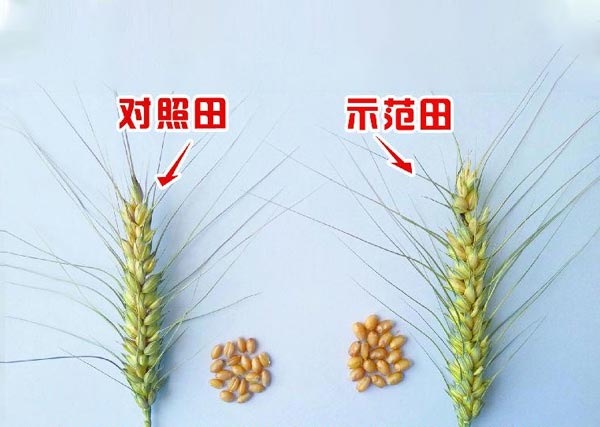 ​2018年五原沃丰生物有机肥小麦同肥同沟和胜乡银岁桥村示范田