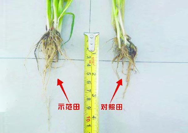 沃丰生物有机肥小麦种肥同穴示范田
