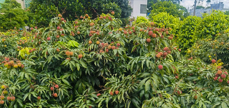 内蒙古河套沃丰生物有机肥在海南省荔枝种植效果显著
