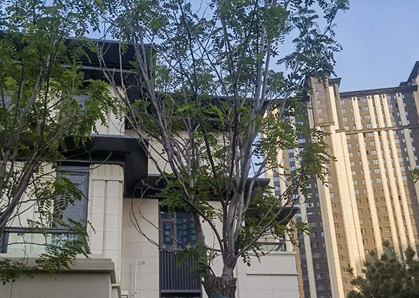 内蒙古呼和浩特小区观赏树实验示范
